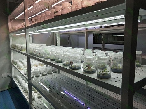 宁远植物组织培养实验室设计建设方案